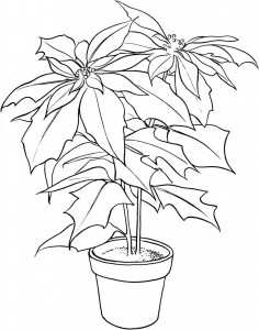Poinsettia Flower Coloring Pages