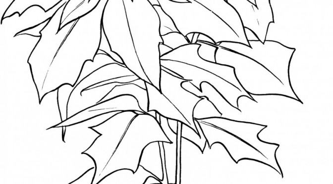 Printable Poinsettia Coloring Pages