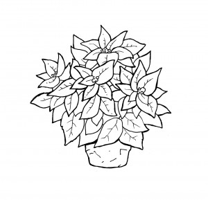Poinsettia Leaves Coloring Pages