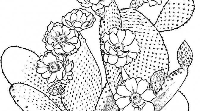 Printable Cactus Coloring Pages
