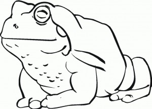 Toad Coloring Pages for Kids