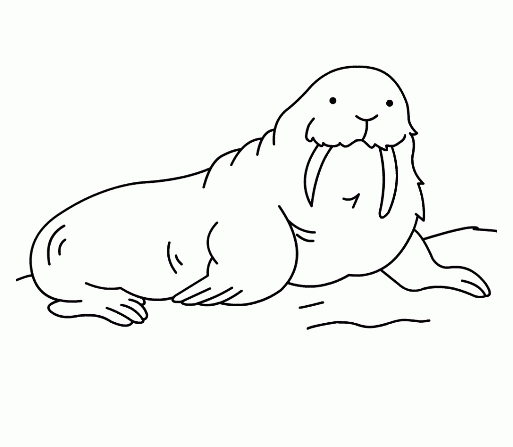 Printable Walrus Coloring Pages ColoringMecom