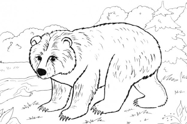 Printable Bear Coloring Pages