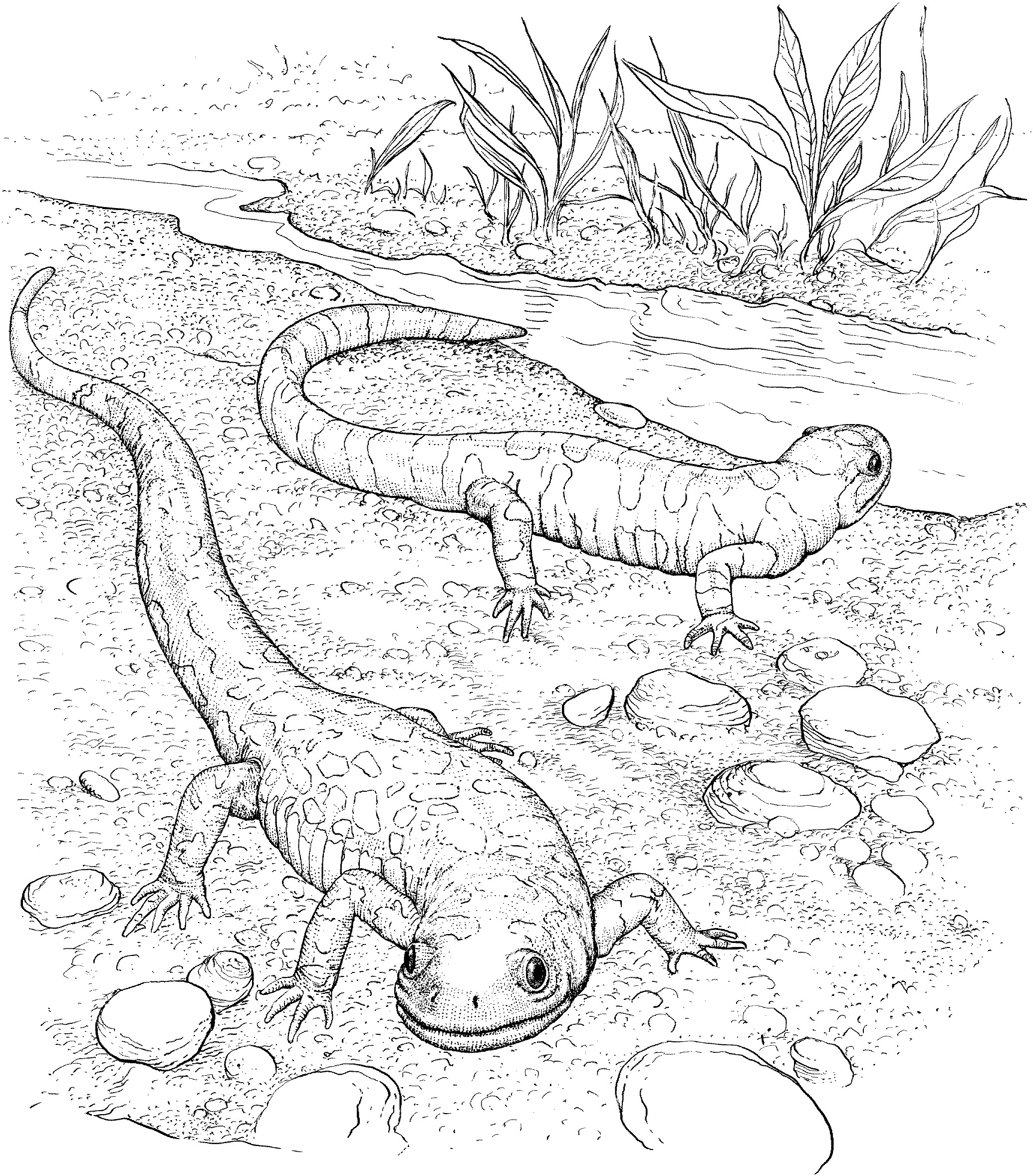 free lizard coloring pages coloringme com