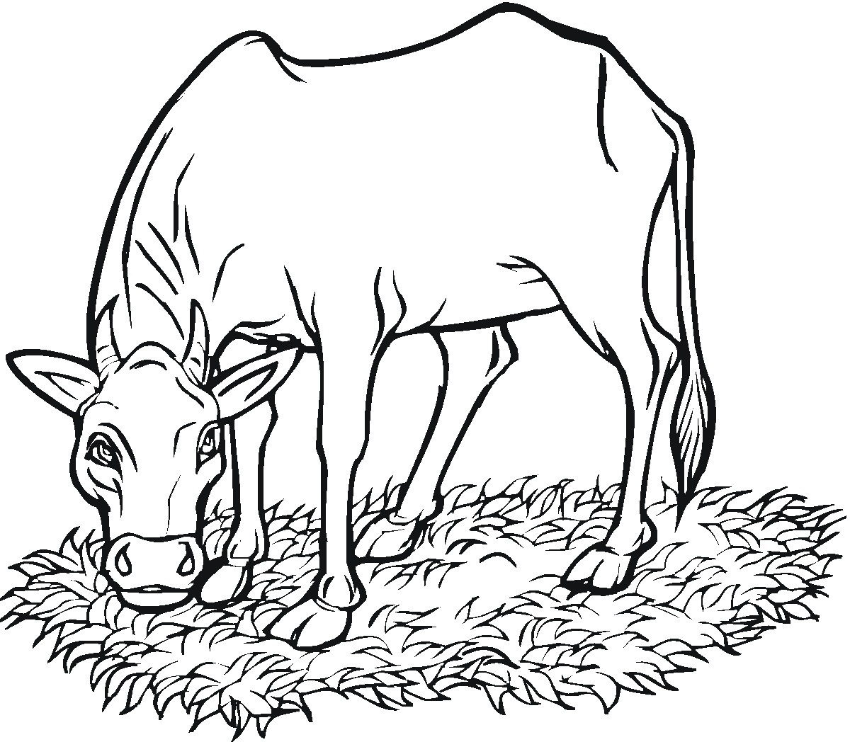 coloring pages of cows free printable