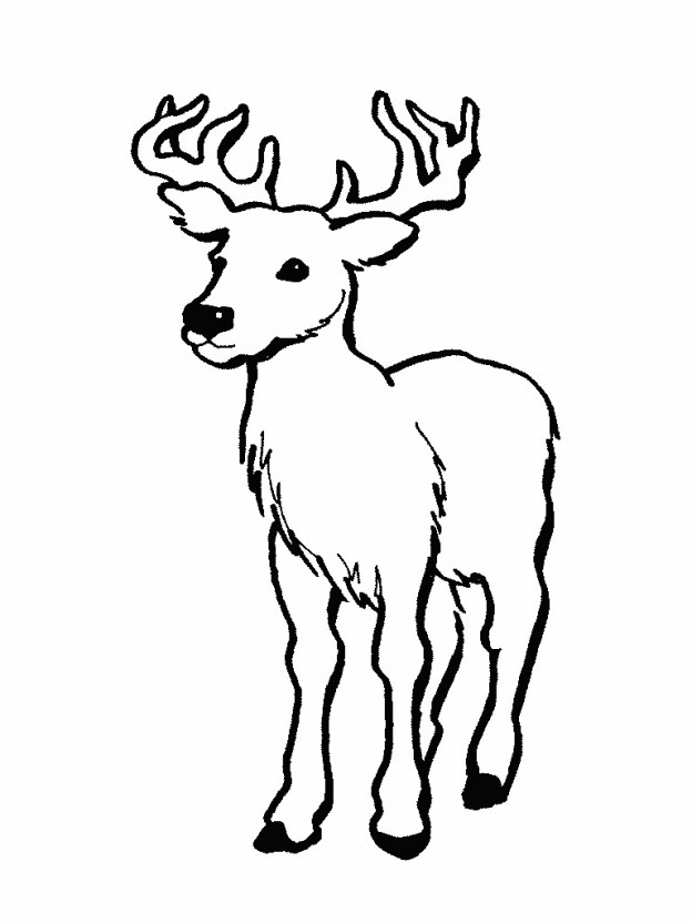 Printable Deer Coloring Pages