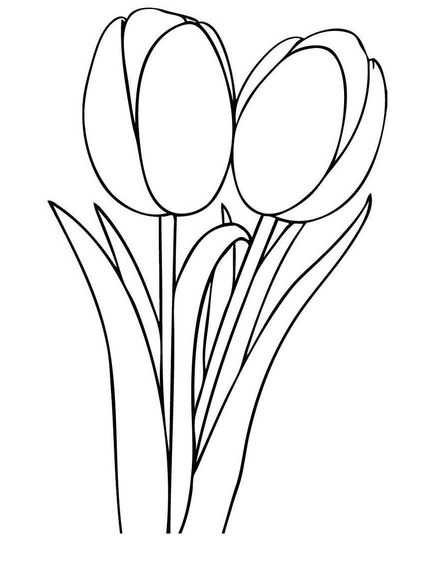Tulip Template To Color