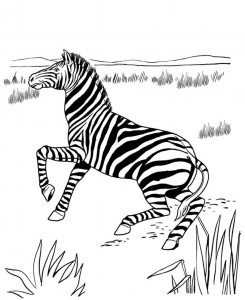 Free Printable Zebra Coloring Pages
