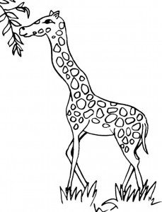 Giraffe Eating Leaves Coloring Page