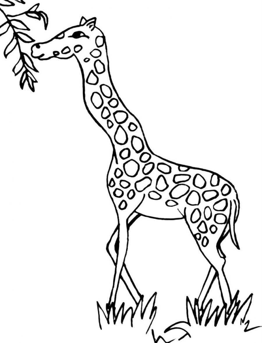 Жираф рисунок для раскрашивания