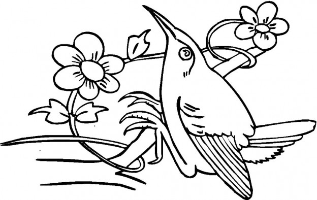 Printable Hummingbird Coloring Pages