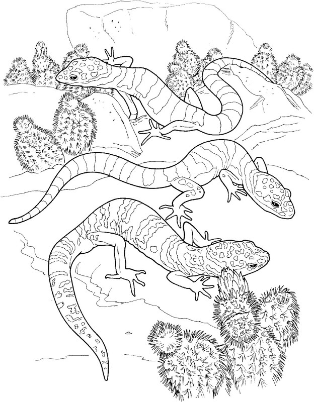 Printable Lizard Coloring Pages