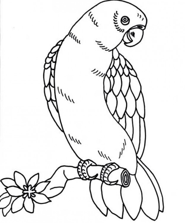 Printable Parrot Coloring Pages