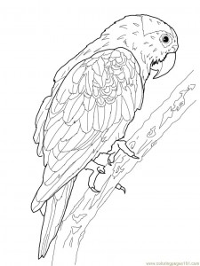 Parrot Coloring Pages to Print