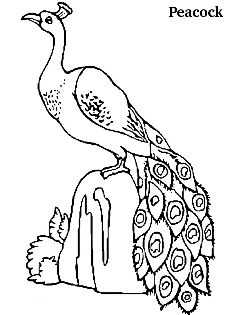 peacock coloring pages printable