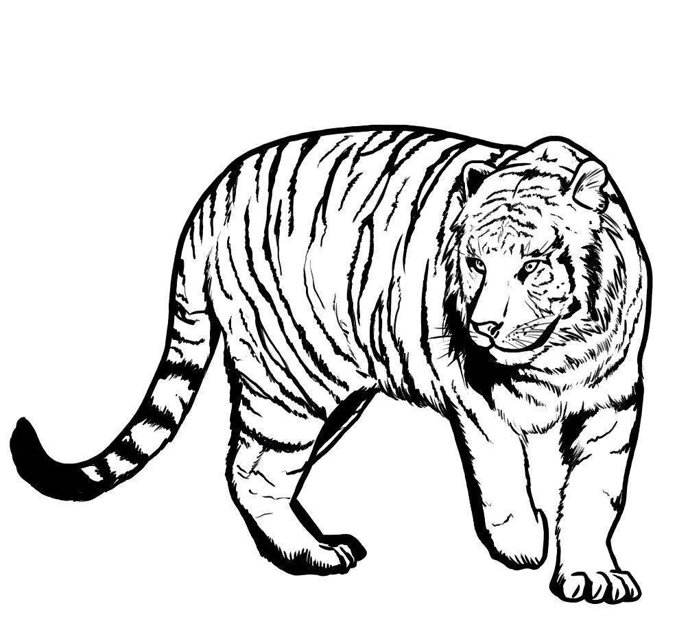 Printable Tiger Coloring Pages for Kids | ColoringMe.com