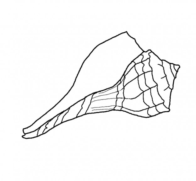 Printable Seashell Coloring Pages