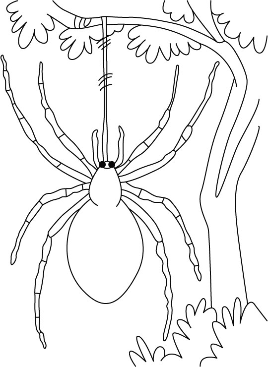 Printable Spider Coloring Pages