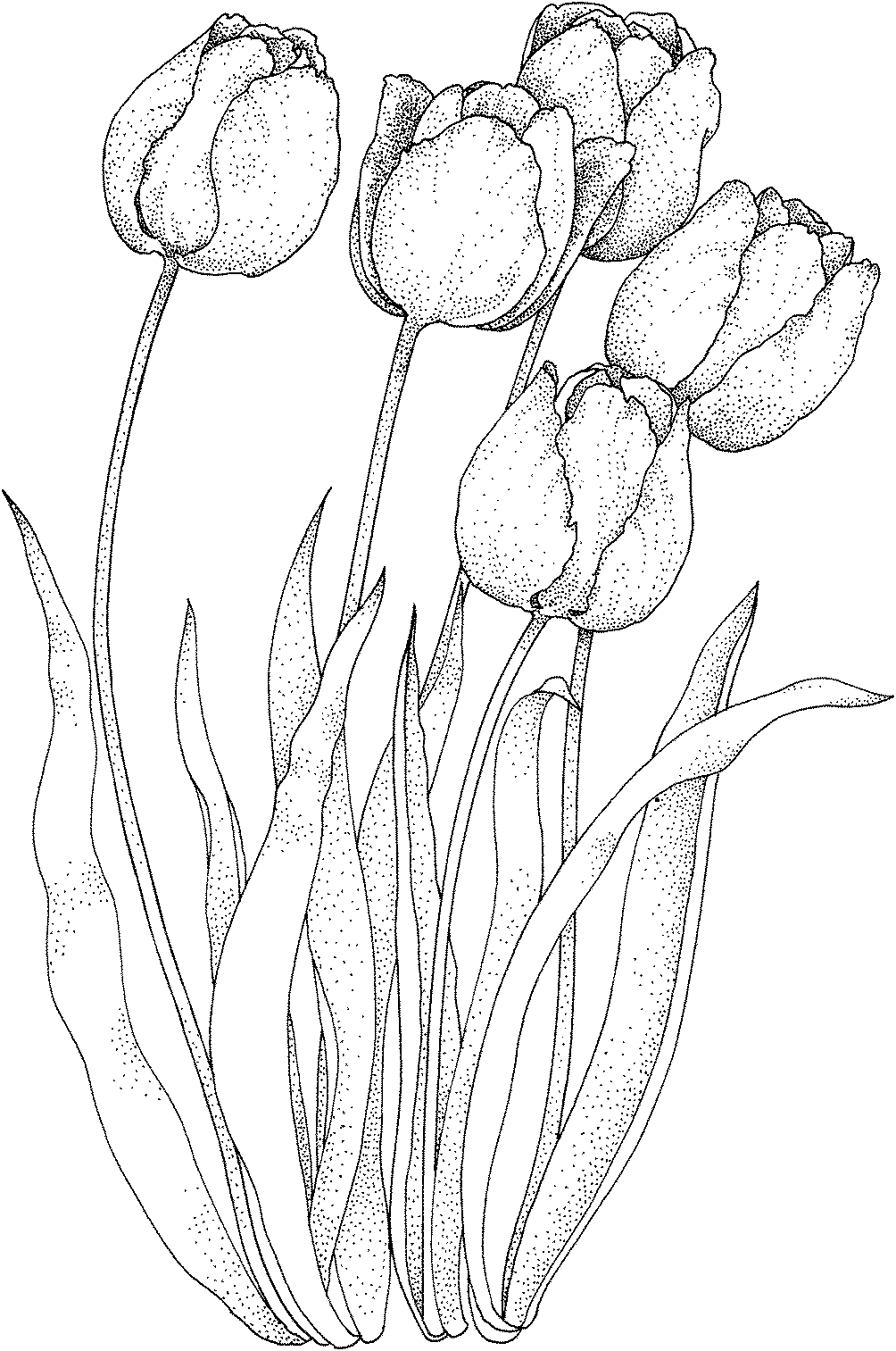 Tulip Coloring Sheet
