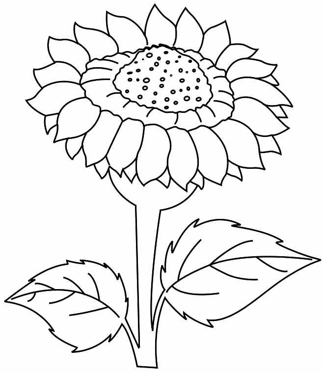 Printable Sunflower Coloring Pages Coloringme Com