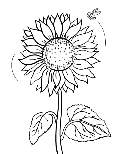 Featured image of post Simple Sunflower Coloring Page : Choose your favorite coloring page and color it in bright colors.