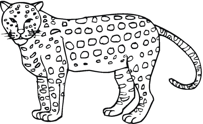 Printable Cheetah Coloring Pages