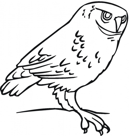 Printable Owl Coloring Pages